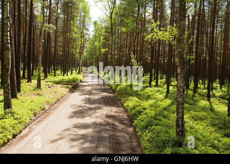 sandige Feldweg im Pinienwald mit Heidelbeeren Büsche Stockfoto