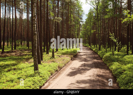 sandige Feldweg im Pinienwald mit Heidelbeeren Büsche Stockfoto