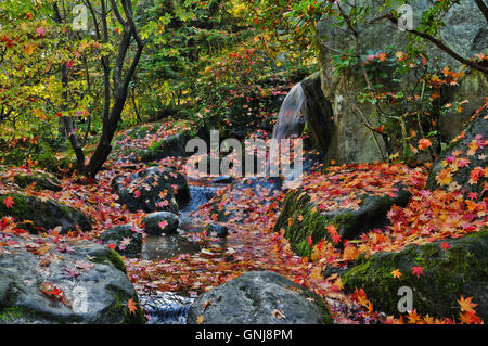 Wasserfall, felsigen Stream, und Herbstlaub Detail Landschaft Stockfoto