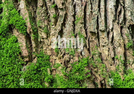 Eiche Baum Rinde Hintergrund Stockfoto