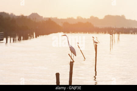 Fokus auf Reiher stehend auf Holz Stick Wasserfläche bei Sonnenaufgang als orange Klangfarbe zu schließen. Stockfoto