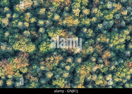 Luftaufnahme von Bäumen in einem kontinentalen Wald Stockfoto