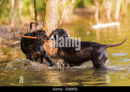 zwei Standard-Schnauzer Hunde kämpfen für einen Holzstab im Wasser Stockfoto