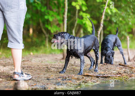 Frau mit zwei nasse Hunde am See Stockfoto