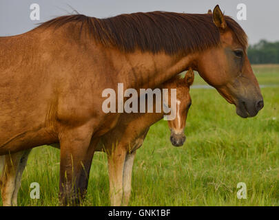 Mutter Pferd und ihr Baby-colt Stockfoto