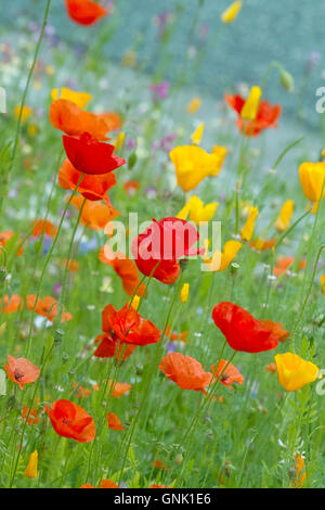 Bunte rote, gelbe und blaue Feld Blumen, Feld Mohn (Papaver rhoeas), Kalifornischer Mohn (Eschscholzia californica), poppyfield, Mohn, mohnfeld, Stockfoto