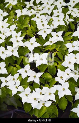 Weißen Blüten Hartriegel, Hund Holz, Blumenhartriegel, Blütenhartriegel (Cornus Cousa) Stockfoto