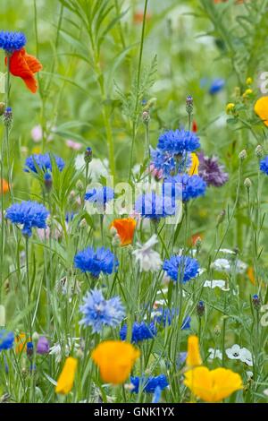 Kornblume (Centaurea Cyanus) Stockfoto