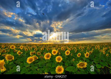 Sommerlandschaft: Schönheit Sonnenuntergang über Sonnenblumen Feld Stockfoto