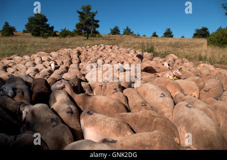 Beweidung, Schafherde Essen Grass Zaun in Bauernhof in Süd-Frankreich Stockfoto