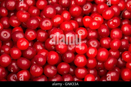 Sauerkirschen in einen Topf geben, zum Kochen von Marmelade vorbereitet Stockfoto