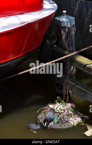 Tierwelt-Szene - paar Blässhühner Wildbirds nisten in Nest von Abfall und Müll auf alten Reifen, Amsterdam Canal, Holland, Nether Stockfoto