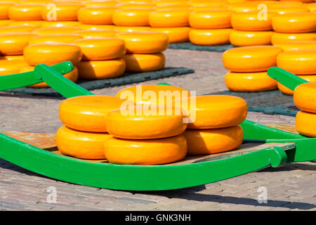 Räder / runden Gouda-Käse auf Schlitten / Bahre auf dem Waagplein Platz, Alkmaar Käsemarkt, Niederlande Stockfoto