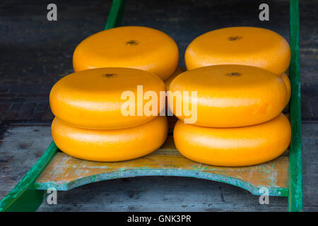 Räder / runden Gouda-Käse auf Schlitten / Bahre auf dem Waagplein Platz, Alkmaar Käsemarkt, Niederlande Stockfoto