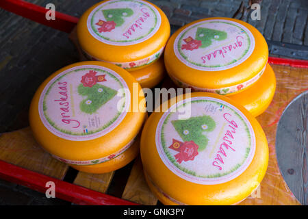 Räder / runden Graskaas Gouda-Käse auf Schlitten / Bahre in Alkmaar Käsemarkt, Niederlande Stockfoto