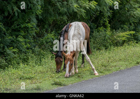 Zwei Pferde grasen in der Nähe einer Straße auf Vieques island Stockfoto