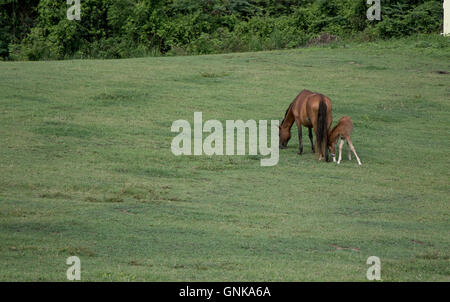 Ein Pferd mit Fohlen ist auf einer Wiese weiden. Stockfoto