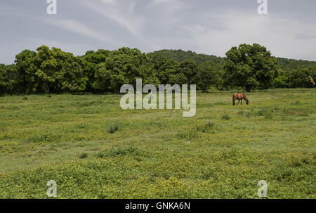 Ein Pferd ist auf einer Wiese weiden. Stockfoto