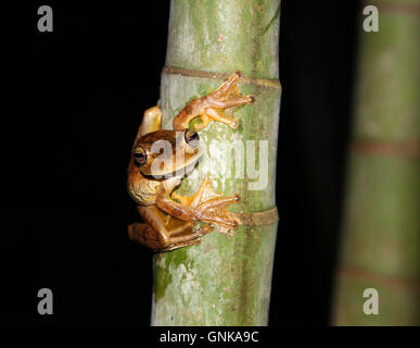 Rosenberg's Tree Frog [Hypsiboas rosenbergi] auf Bambus Baum in der Nacht. Costa Rica. Stockfoto