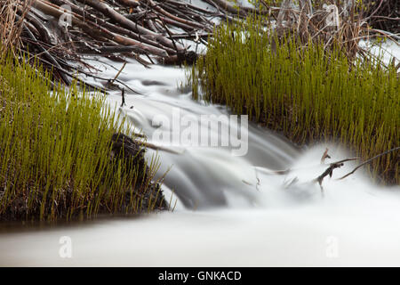 Wasserfall Kaskadierung über Holz Schutt der Beaver dam Stockfoto