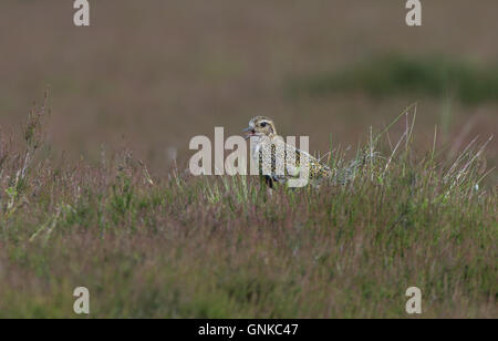 Europäischen Golden Plover Pluvialis Apricaria Anrufe in die Zucht Gefieder. UK Stockfoto