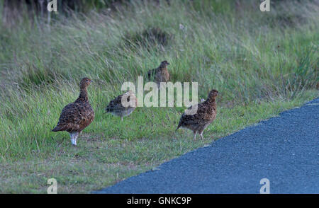 Eine Familie von Moorschneehühner - Lagopus Lagopus Scotica. Stockfoto