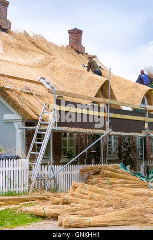 Thatchers neu thatching Dach traditionelle Methode auf Reetdachhaus in Fano Island, Dänemark. Stooks Schilf / Binsen Stockfoto