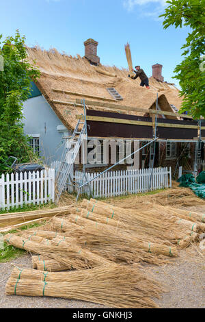 Thatchers neu thatching Dach traditionellen Methode mit Stooks Schilf/Binsen auf Reetdachhaus, Insel Fano, Dänemark Stockfoto