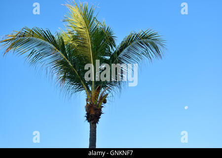 Kokospalme und Mond am frühen Morgen über dem Pazifischen Ozean in Mexiko Stockfoto