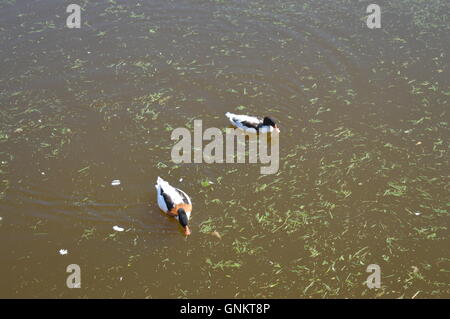 Zwei Enten auf der Oberfläche eines künstlichen Sees Stockfoto