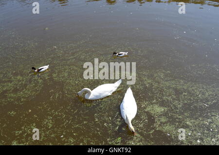 Zwei Schwäne und zwei Enten auf einem See Stockfoto