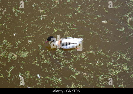 Eine wilde Ente schwimmen in einem See Stockfoto