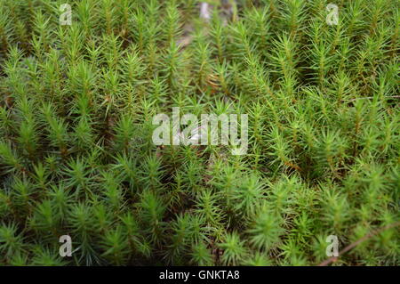 Grünes Moos auf dem Waldboden Stockfoto