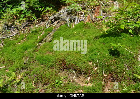 Grünes Moos in der Nähe von einem Wanderweg im Wald Stockfoto