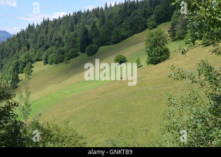 Ein grünes Land auf einem Hügel Stockfoto