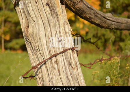 Rostiger Stacheldraht auf Land Zaun Stockfoto