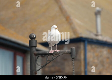 Porträt einer Möwe in St. Ives, Cornwall. Stockfoto
