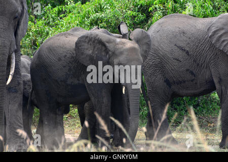 Glücklich Elefantenfamilie in Queen Elizabeth National Park Stockfoto