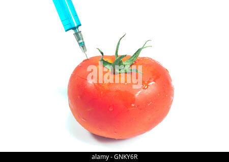 Injektion für eine gentechnisch veränderte Tomaten isoliert Stockfoto