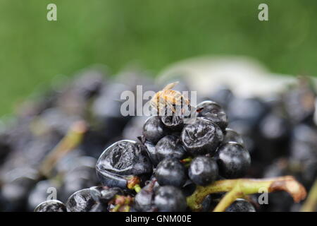 Wespe auf Trauben in Millton Weinberge & WInery, Gisborne, Neuseeland Stockfoto