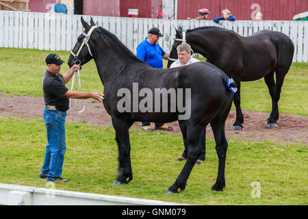 Prince Edward Island, Kanada, Aug 27,2016. Konkurrenten zeigen Pferde auf der Prince Edward Island Pflügen Match & Agricultural Fair Stockfoto