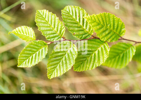 Nahaufnahme einer Buche Blatt und Zweig im Frühling Stockfoto