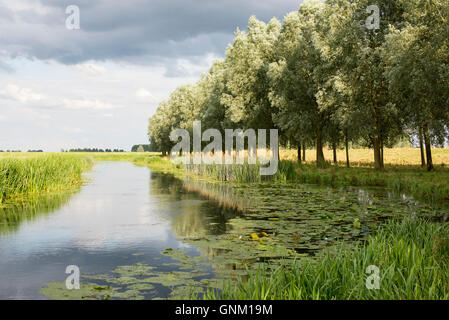 Eine Landschaftsansicht des Old West River, Teil des great Ouse Systems nahe Willingham Cambridgeshire UK im Sommer mit grauen clou Stockfoto