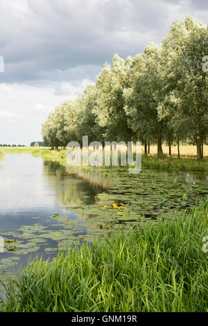 Eine Landschaftsansicht des Old West River, Teil des great Ouse Systems nahe Willingham Cambridgeshire UK im Sommer mit grauen clou Stockfoto