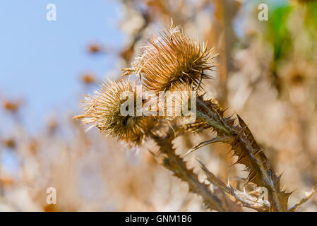 Makroaufnahme einer trockenen Cirsium Vulgare, auch genannt Kratzdistel, Bull Distel oder gemeinsame Distel, wächst auf dem Hügel in der Nähe des Sees. Stockfoto