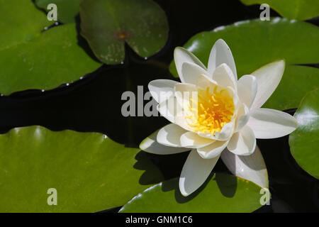 Schöne Seerose im Monserrate Palace in Sintra, Portugal Stockfoto