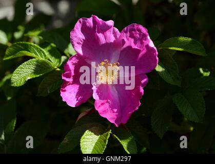Rugosa Rose Stockfoto
