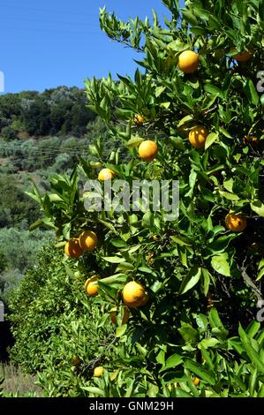 Ein Orangenbaum mit Früchten in der kretischen Kampagne Stockfoto