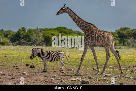 Giraffe und Zebra, Etosha Nationalpark, Namibia, Afrika Stockfoto