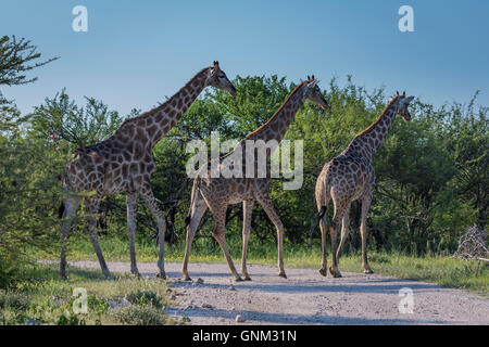 Giraffen, überqueren die Straße, Etosha Nationalpark, Namibia, Afrika Stockfoto